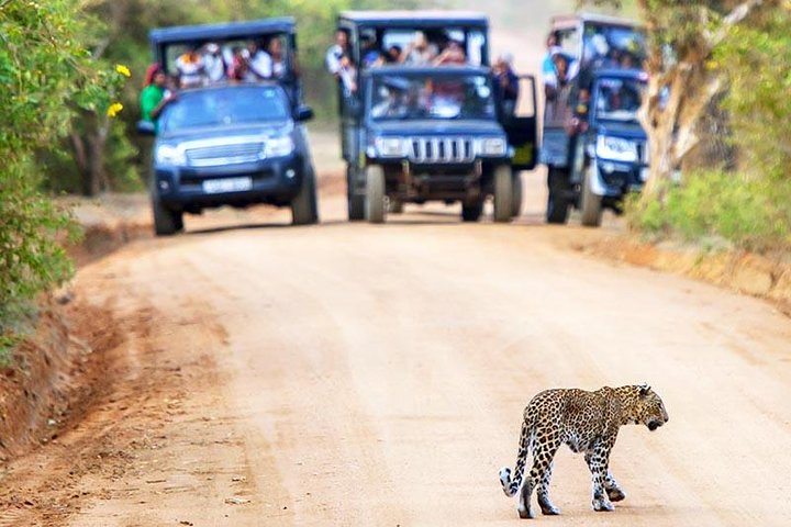 Jeep Safari